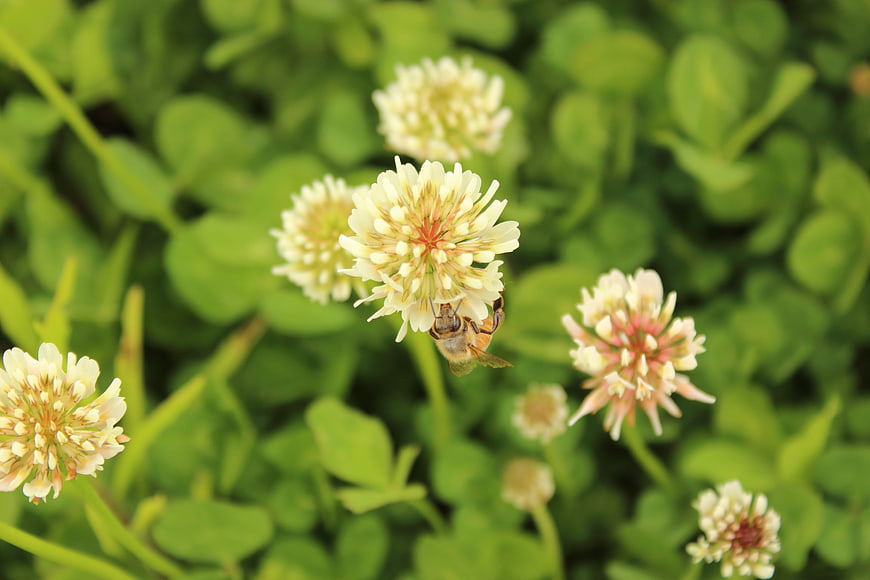 Honeybee Pollinating White Clover Flower in Green Meadow