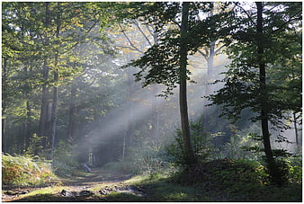 Sunbeams streaming through misty forest path in autumn morning