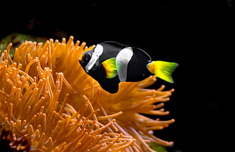 Black and white clownfish swimming near orange sea anemone