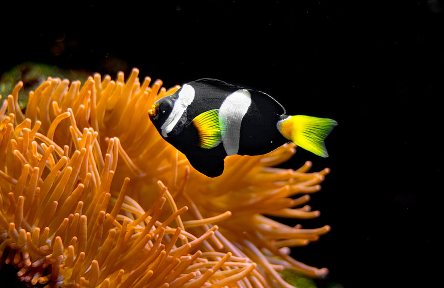 Black and white clownfish swimming near orange sea anemone