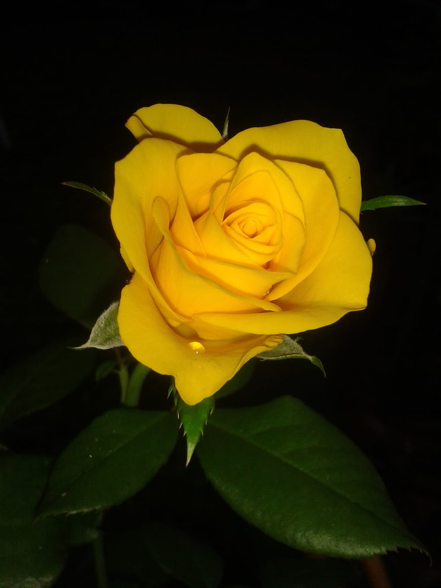 Close-up of a vibrant yellow rose against a dark background