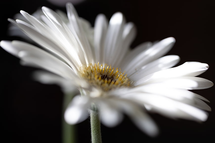 Close-up of white daisy flower on black background