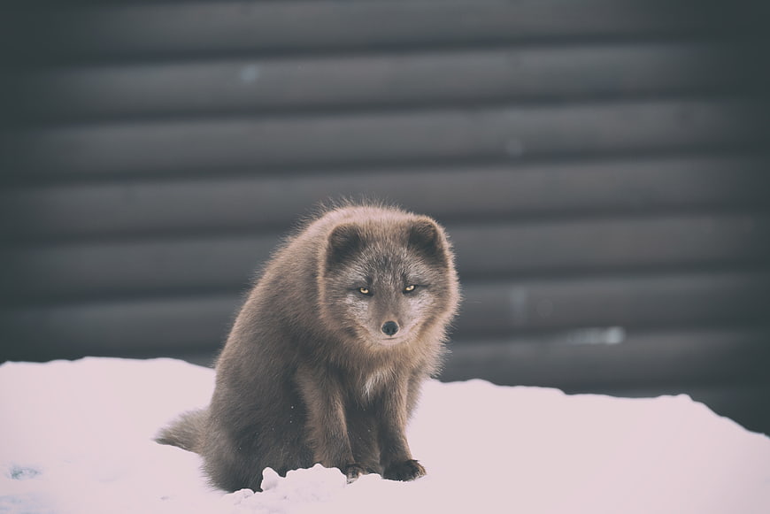Arctic Fox Sitting in Snow with Blurred Background