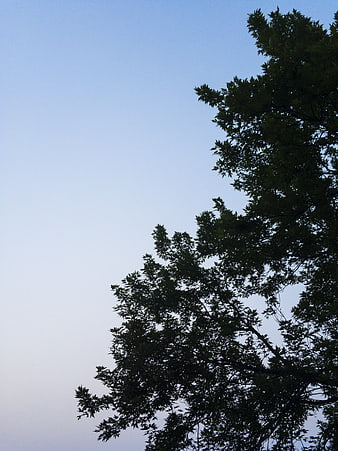 Silhouette of Tree Branches Against Blue Sky Gradient