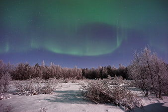 Green Aurora Borealis over Snowy Winter Forest Landscape