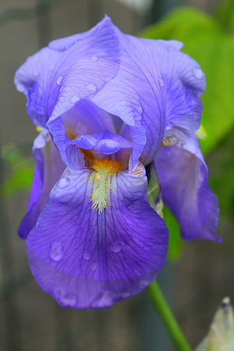 Close-up of purple iris flower with water droplets