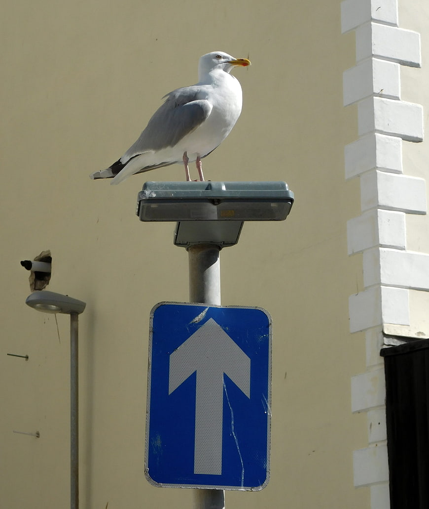 Seagull perched on blue one-way street sign