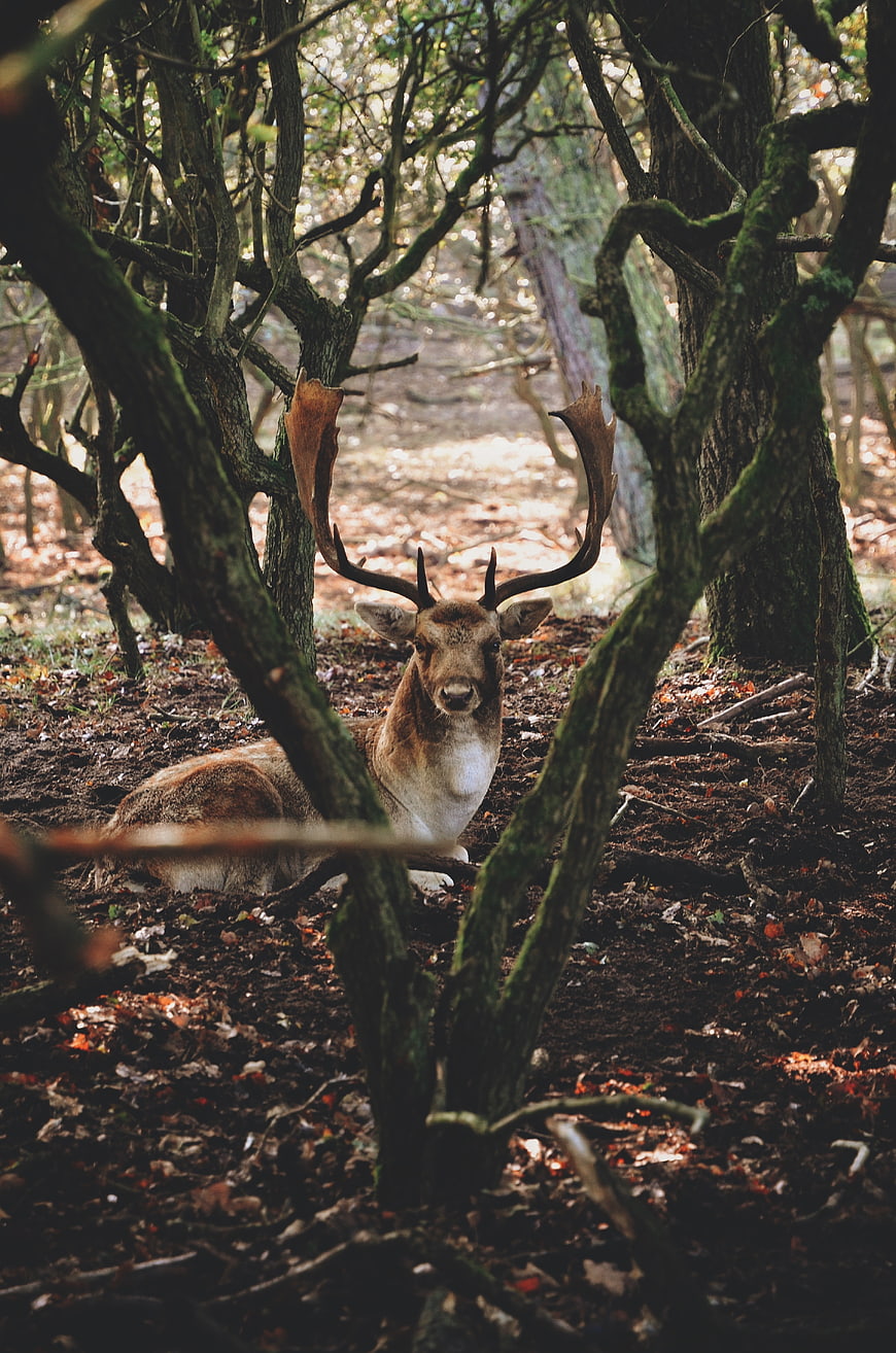 Majestic Stag Resting in Mossy Autumn Forest