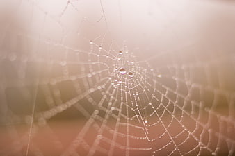 Macro spider web with dew drops in morning mist