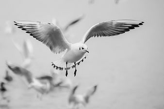 Black and white seagull flying with wings spread