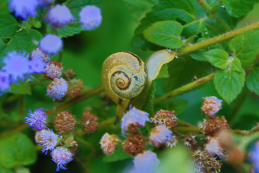Yellow Snail on Purple Ageratum Flowers in Green Garden