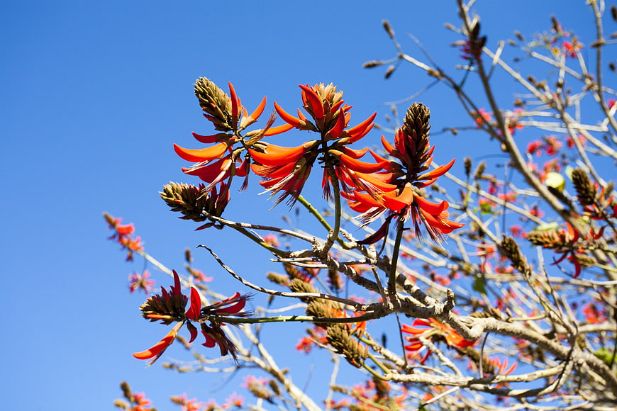 Vibrant Red Flame Tree Flowers Against Blue Sky