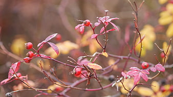 Frosted red rosehips and autumn leaves on branches