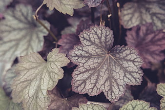 Close-up of textured purple and green heuchera leaves