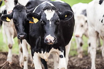 Close-up of curious black and white dairy cow in herd