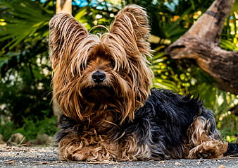 Cute Yorkshire Terrier Lying Down in Garden