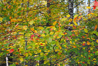Colorful autumn beech leaves in a forest canopy