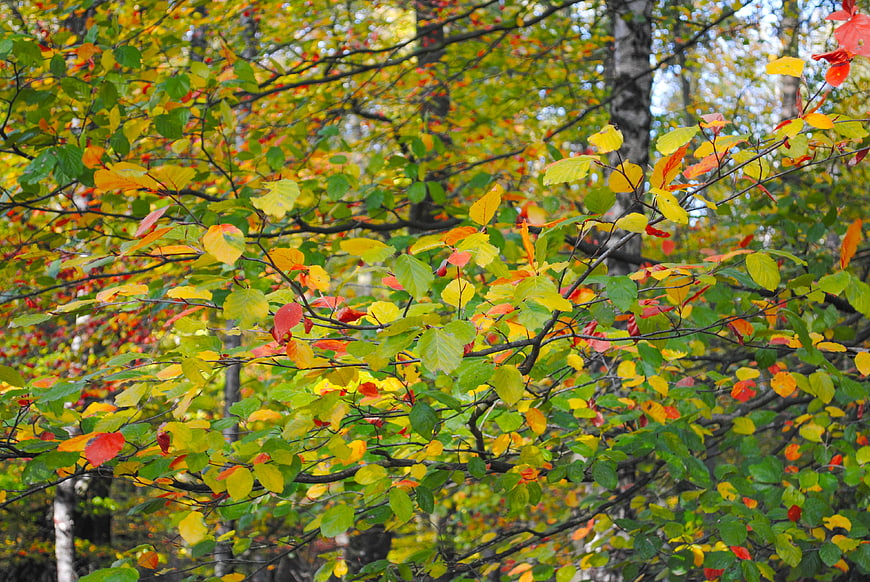 Colorful autumn beech leaves in a forest canopy