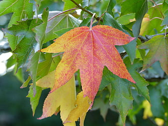 Close-up of colorful autumn maple leaf with red and yellow hues