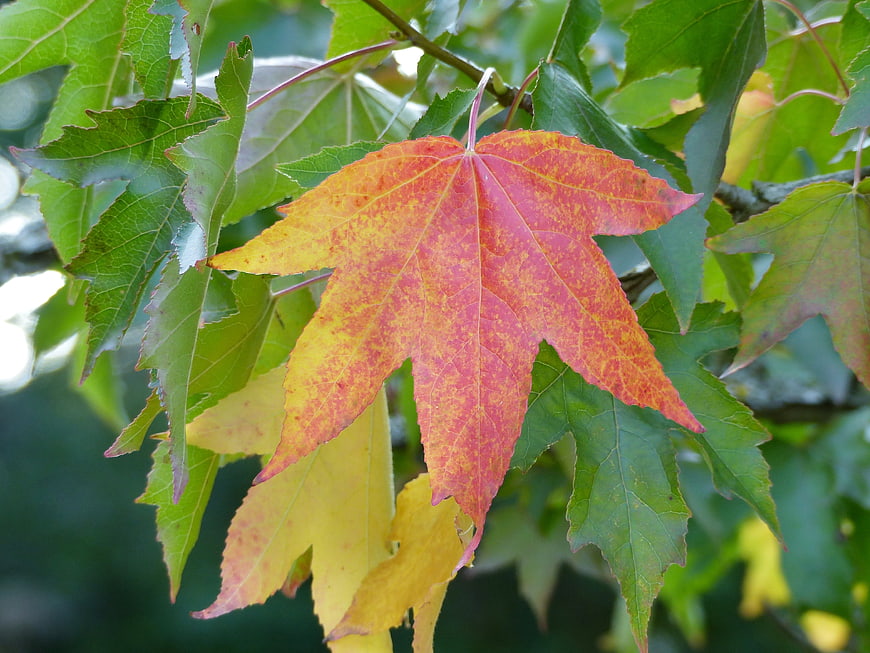 Close-up of colorful autumn maple leaf with red and yellow hues