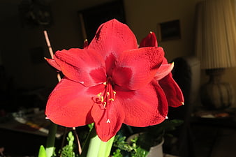 Vibrant Red Amaryllis Flower in Sunlight