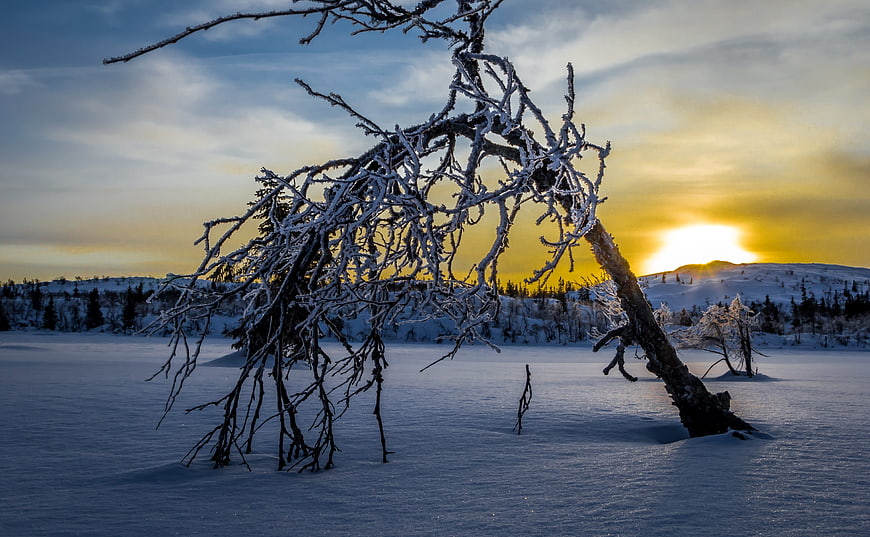 Snow-covered dead tree silhouette against winter sunset landscape