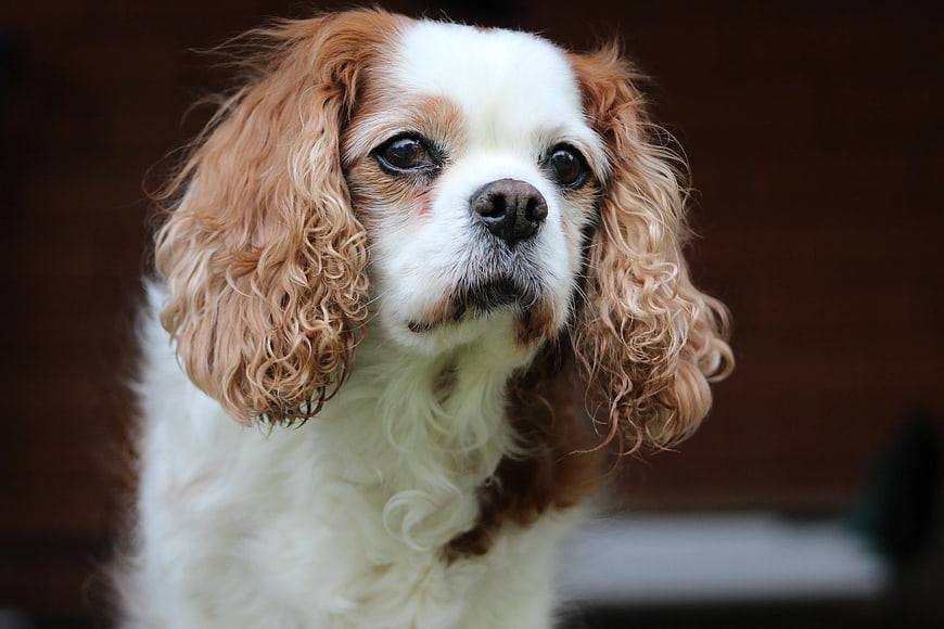 Close-up portrait of a Blenheim Cavalier King Charles Spaniel