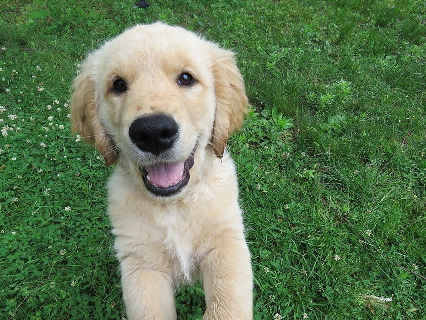 Happy Golden Retriever Puppy Sitting in Green Grass