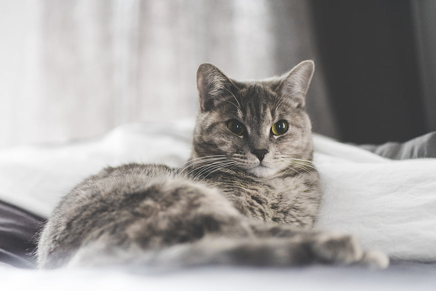 Relaxed gray tabby cat lying on white bed sheets
