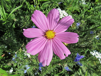 Pink Cosmos Flower Close-Up in Green Garden
