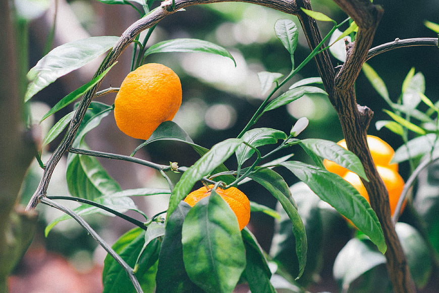 Ripe Oranges Growing on a Tree Branch with Green Leaves