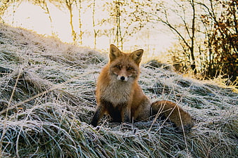Red Fox Sitting in Frosty Grass at Golden Hour