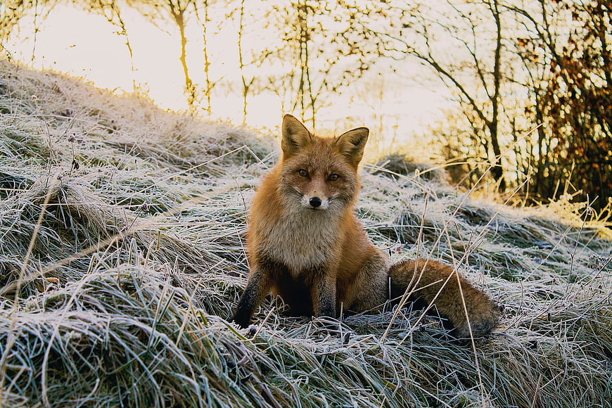 Red Fox Sitting in Frosty Grass at Golden Hour
