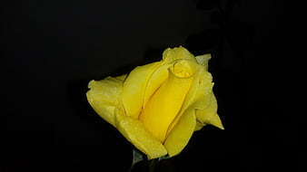 Yellow Rose Bud with Water Droplets on Black Background