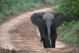 Baby African Elephant Walking On Dirt Path In Wild Nature