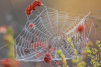 Dew-covered spider web on autumn flowers