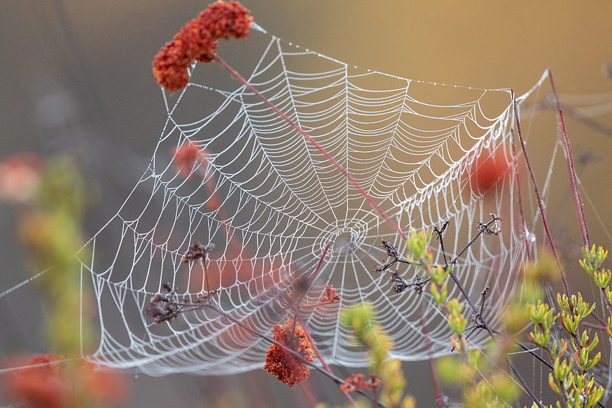 Dew-covered spider web on autumn flowers