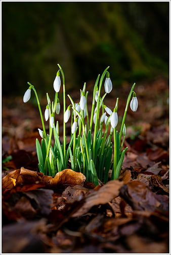 Snowdrops blooming in early spring forest floor