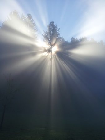 Sun rays shining through foggy forest trees