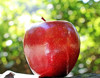 Close-up of a shiny red apple on a branch with bokeh background