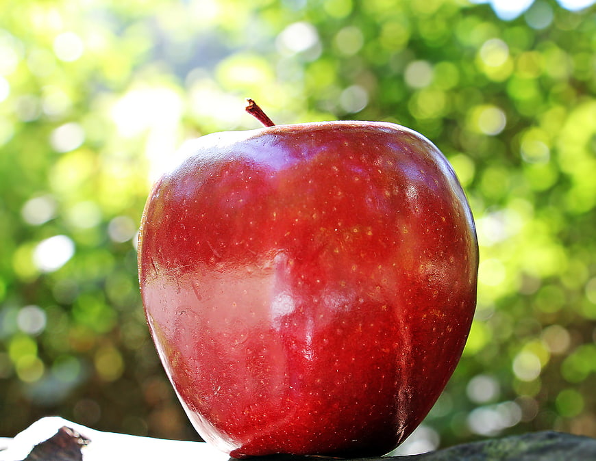 Close-up of a shiny red apple on a branch with bokeh background