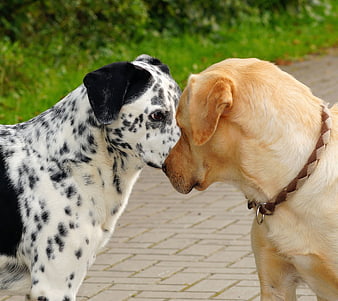 Dalmatian and Labrador Retriever Sniffing Each Other Outdoors