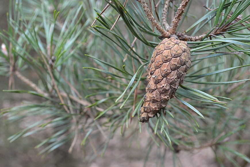Close-up of a pine cone hanging on a branch with green needles