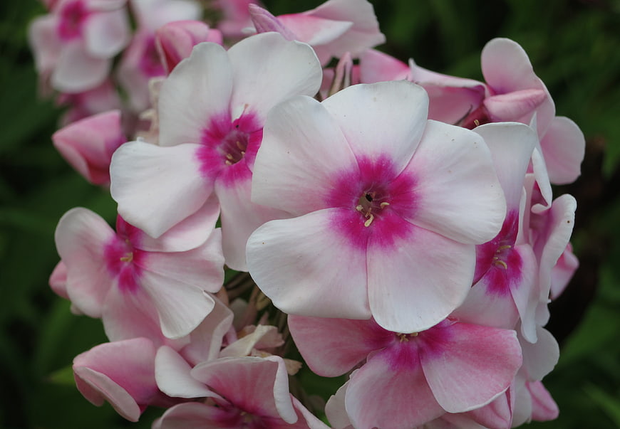 Close-up of pink and white phlox flowers in bloom