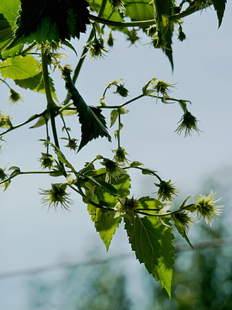 Backlit hop cones and leaves against blue sky