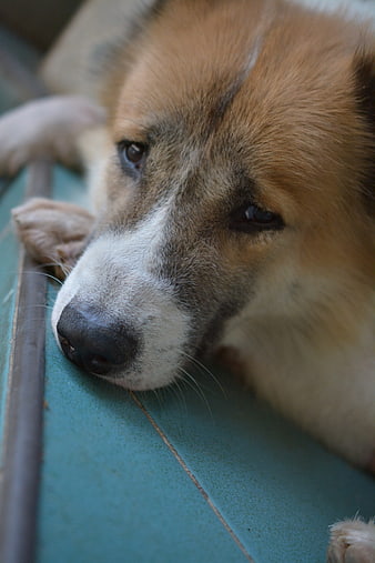 Close-up of a Sad Dog Resting on Blue Tiles