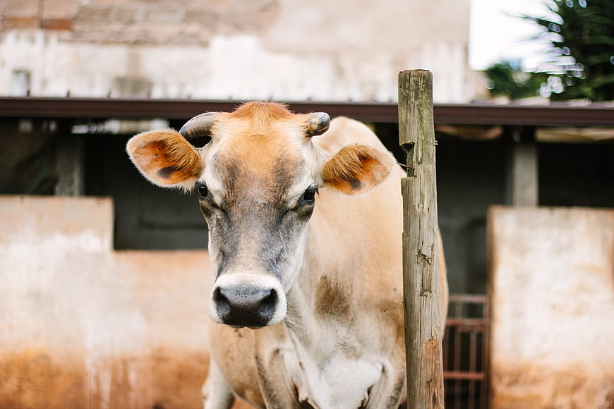 Portrait of a brown cow standing near a wooden post