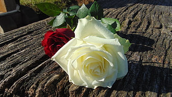 White and Red Roses on Weathered Wood