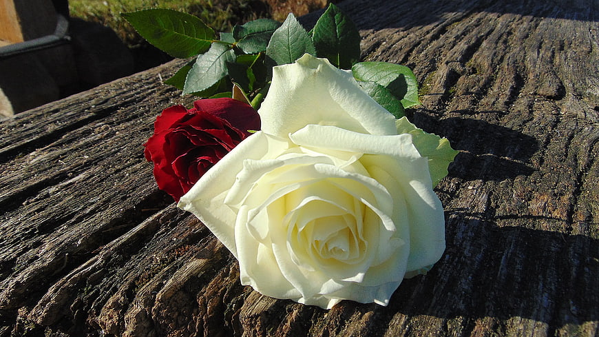 White and Red Roses on Weathered Wood