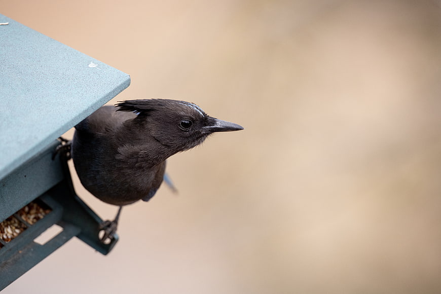 Steller's Jay perched on bird feeder with copy space
